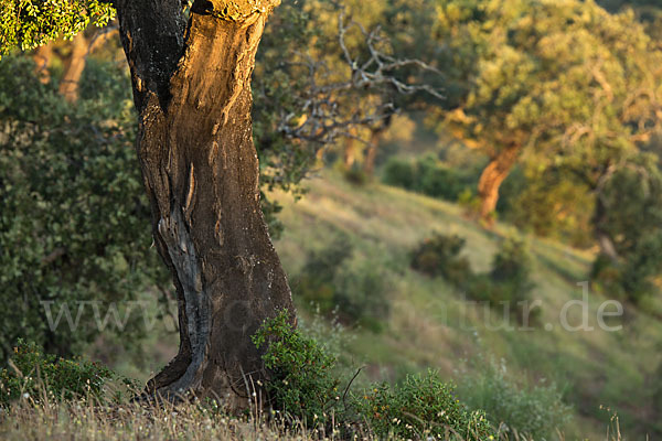 Kork-Eiche (Quercus suber)