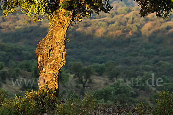 Kork-Eiche (Quercus suber)