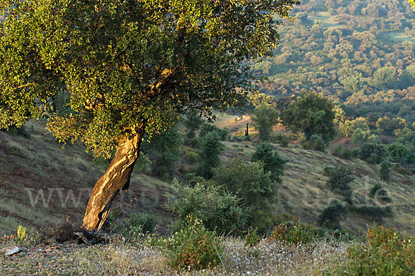 Kork-Eiche (Quercus suber)