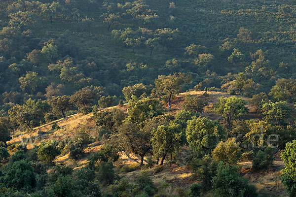 Kork-Eiche (Quercus suber)