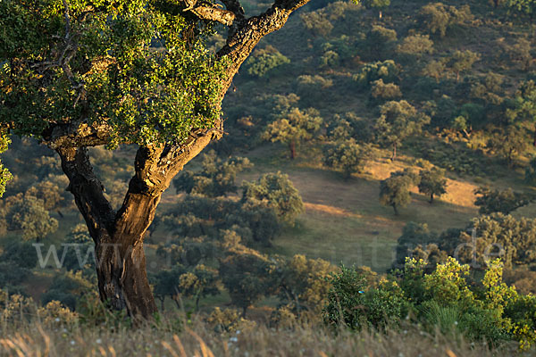 Kork-Eiche (Quercus suber)