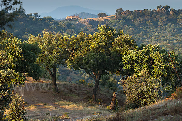 Kork-Eiche (Quercus suber)