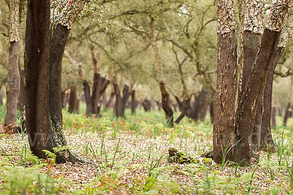 Kork-Eiche (Quercus suber)