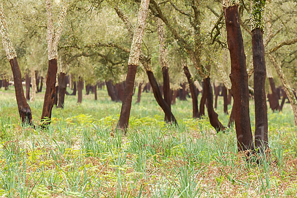 Kork-Eiche (Quercus suber)