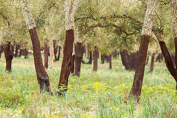 Kork-Eiche (Quercus suber)