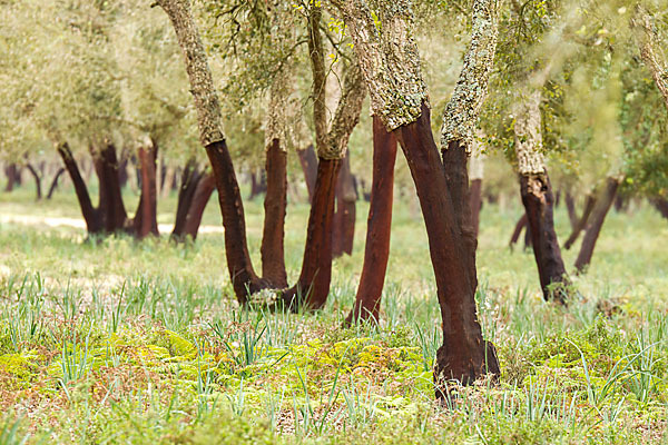 Kork-Eiche (Quercus suber)