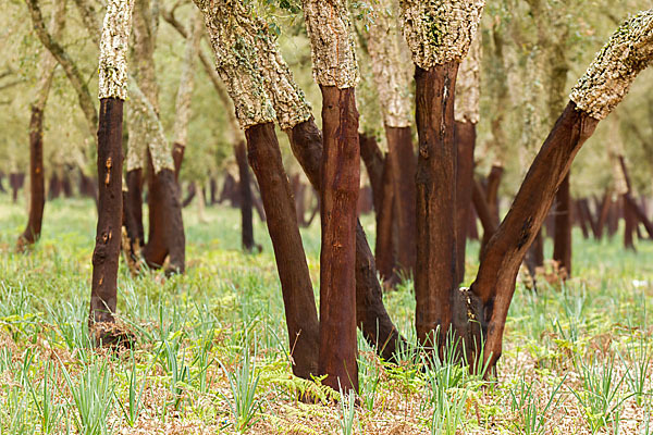 Kork-Eiche (Quercus suber)