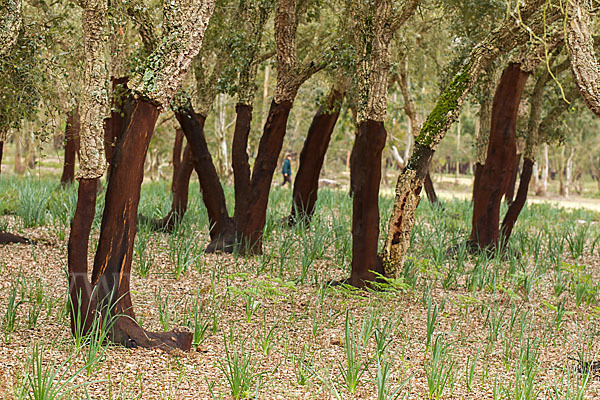 Kork-Eiche (Quercus suber)