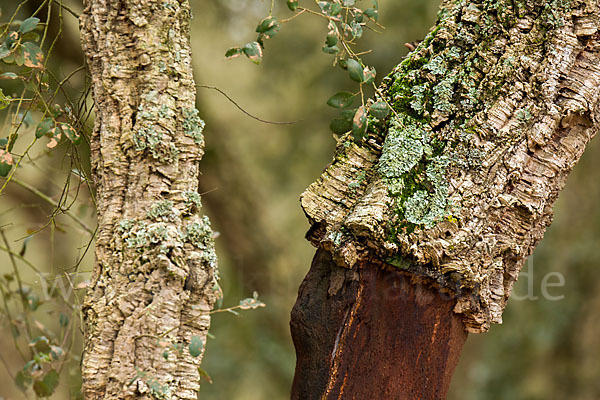 Kork-Eiche (Quercus suber)