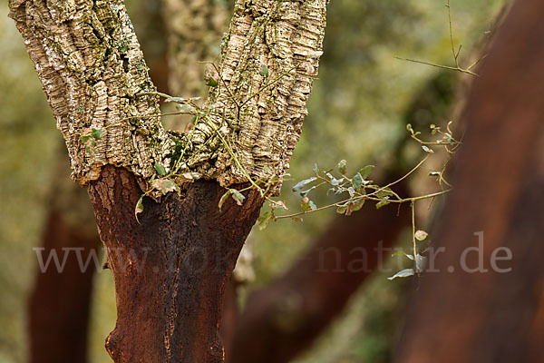 Kork-Eiche (Quercus suber)