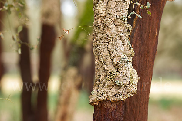 Kork-Eiche (Quercus suber)