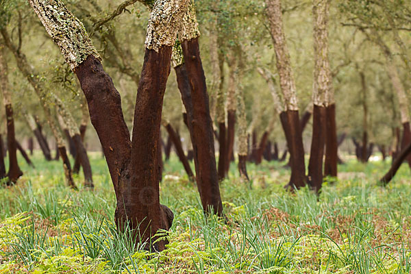 Kork-Eiche (Quercus suber)