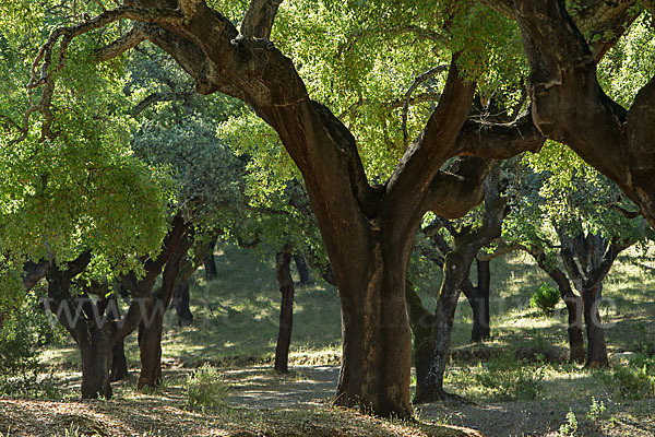 Kork-Eiche (Quercus suber)