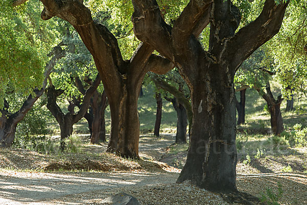 Kork-Eiche (Quercus suber)