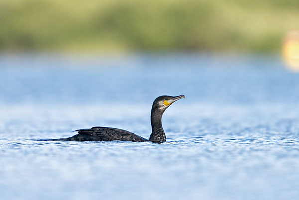 Kormoran (Phalacrocorax carbo)