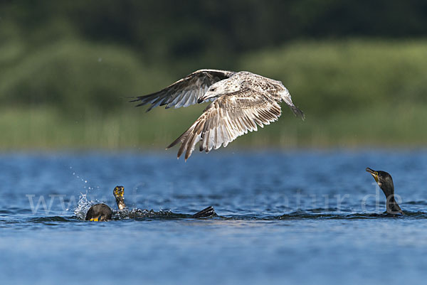 Kormoran (Phalacrocorax carbo)