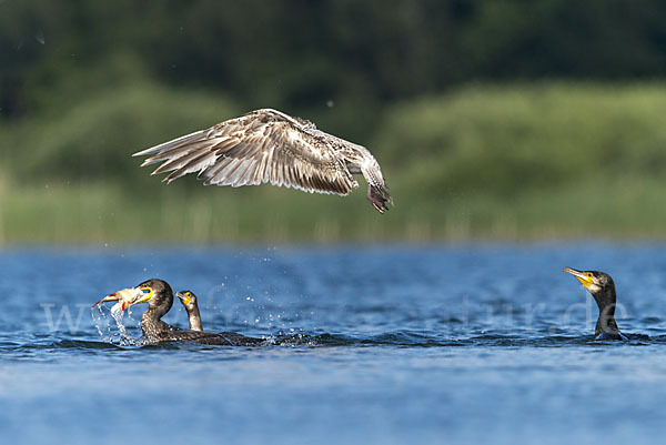 Kormoran (Phalacrocorax carbo)