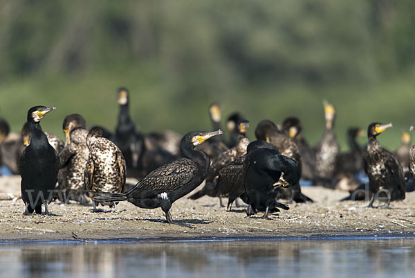 Kormoran (Phalacrocorax carbo)