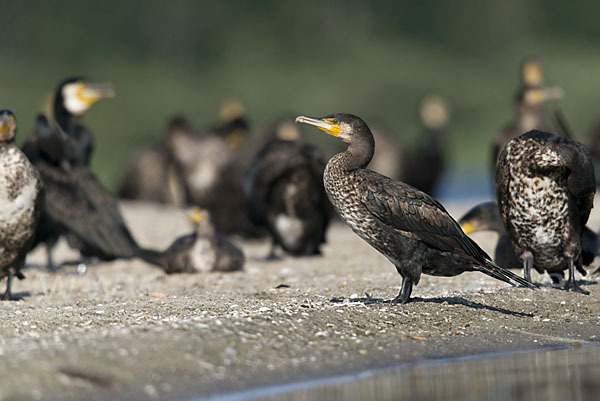 Kormoran (Phalacrocorax carbo)