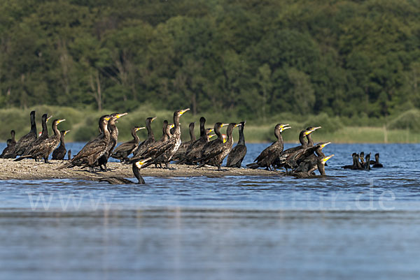 Kormoran (Phalacrocorax carbo)