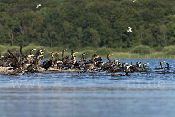 Kormoran (Phalacrocorax carbo)