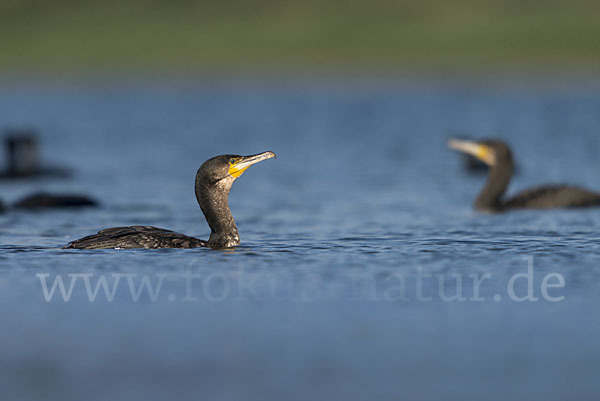 Kormoran (Phalacrocorax carbo)