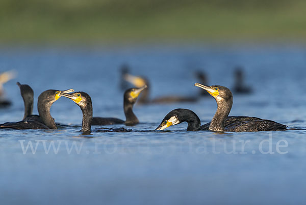 Kormoran (Phalacrocorax carbo)