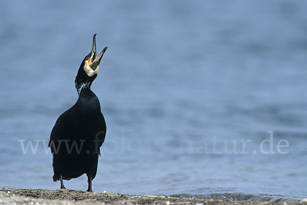 Kormoran (Phalacrocorax carbo)