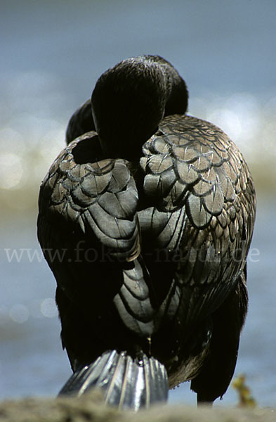 Kormoran (Phalacrocorax carbo)