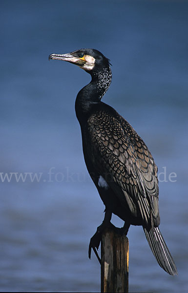 Kormoran (Phalacrocorax carbo)