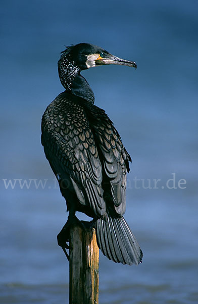 Kormoran (Phalacrocorax carbo)