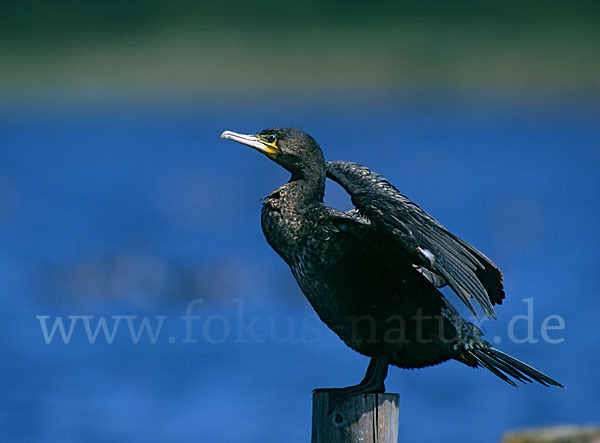 Kormoran (Phalacrocorax carbo)