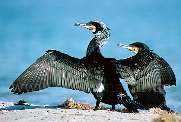 Kormoran (Phalacrocorax carbo)