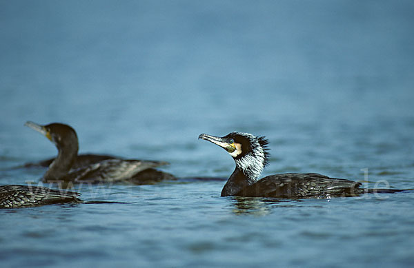 Kormoran (Phalacrocorax carbo)