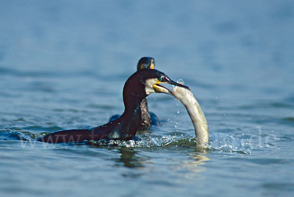 Kormoran (Phalacrocorax carbo)