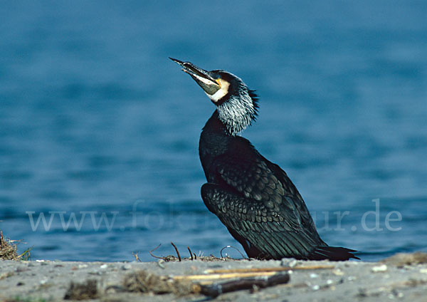 Kormoran (Phalacrocorax carbo)