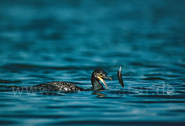 Kormoran (Phalacrocorax carbo)