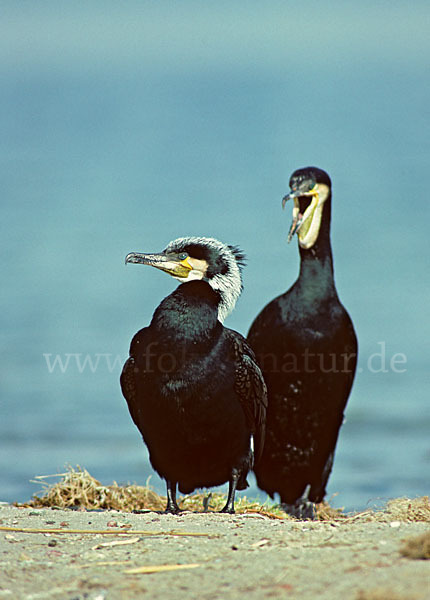 Kormoran (Phalacrocorax carbo)