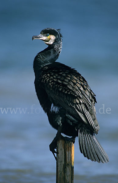 Kormoran (Phalacrocorax carbo)