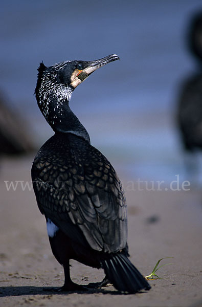 Kormoran (Phalacrocorax carbo)