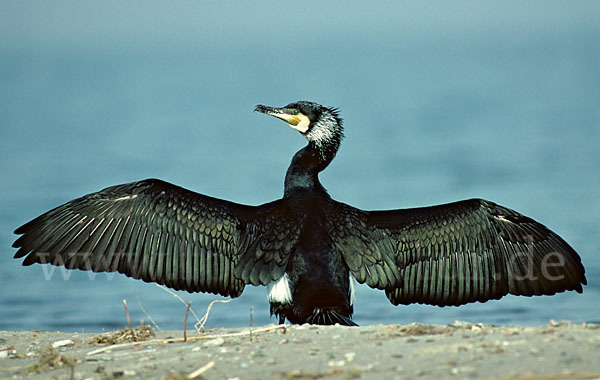 Kormoran (Phalacrocorax carbo)