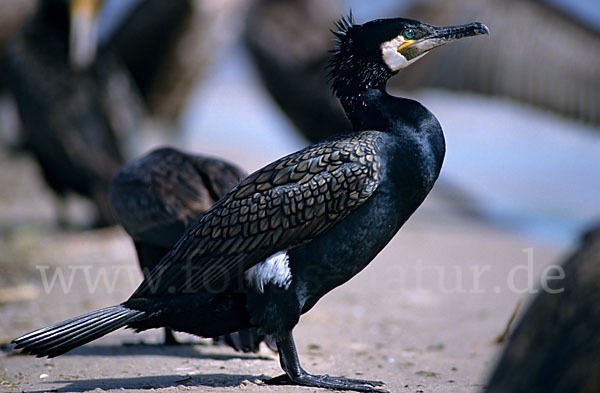 Kormoran (Phalacrocorax carbo)