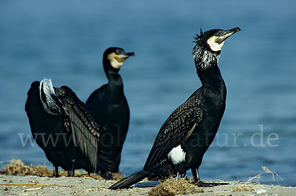 Kormoran (Phalacrocorax carbo)