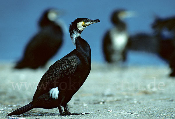 Kormoran (Phalacrocorax carbo)