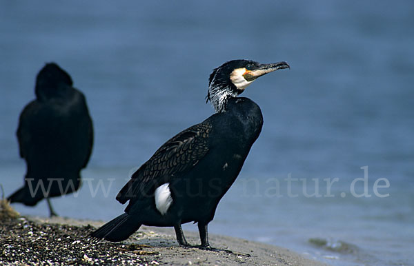 Kormoran (Phalacrocorax carbo)