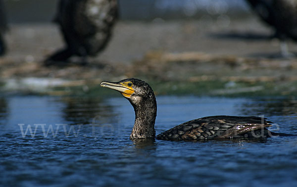 Kormoran (Phalacrocorax carbo)