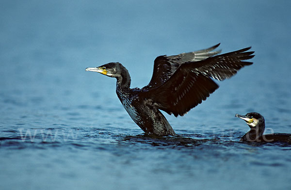 Kormoran (Phalacrocorax carbo)