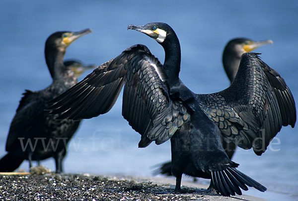 Kormoran (Phalacrocorax carbo)