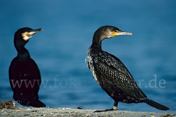 Kormoran (Phalacrocorax carbo)