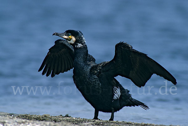 Kormoran (Phalacrocorax carbo)